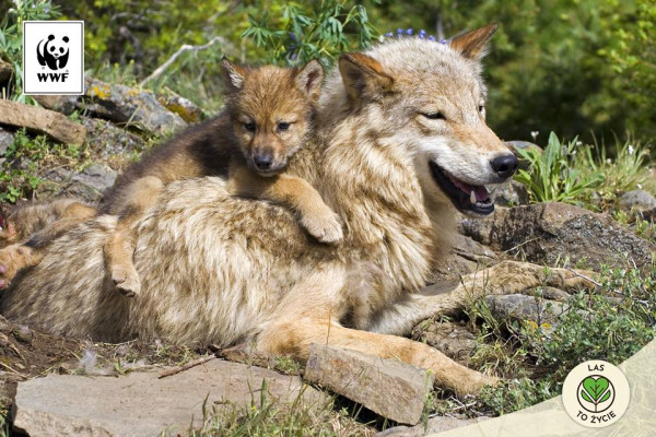  Wilk widziany w okolicy. Zobacz, jak postępować.