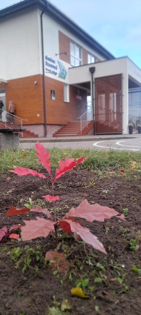 Jurek – żywy symbol pamięci i ekologii w Kielnie.